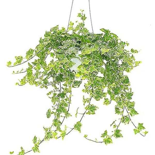 Variegated Ivy