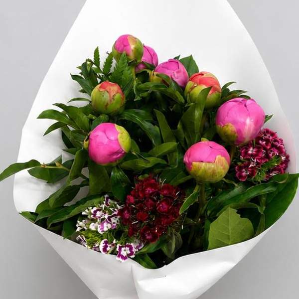 Blushing Peony Elegance