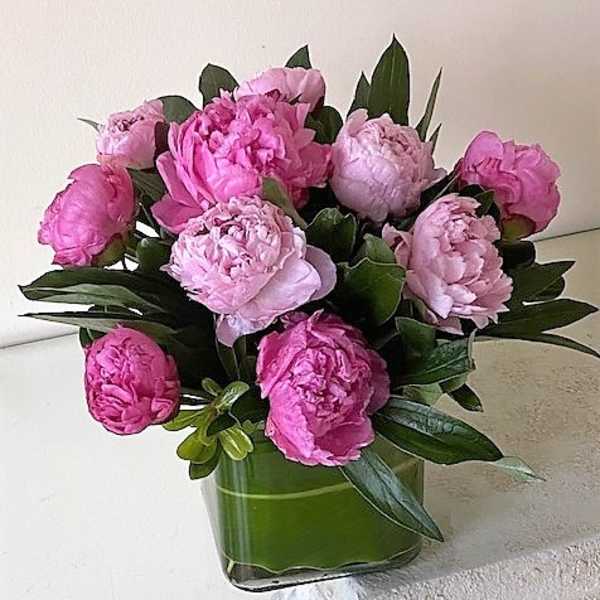 Bouquet of pink peonies in a clear glass cube vase