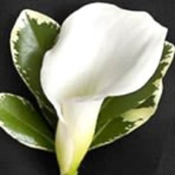 White calla lily boutonniere with variegated green leaves