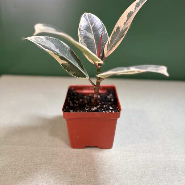 Variegated rubber plant in a small red plastic pot