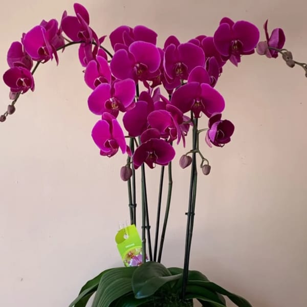 Magenta orchid plant in a gold square pot