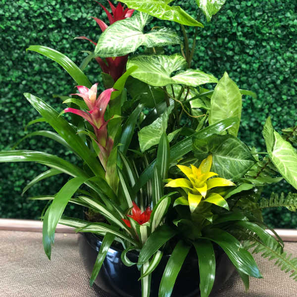 Tropical potted plant arrangement with colorful bromeliads in a black bowl