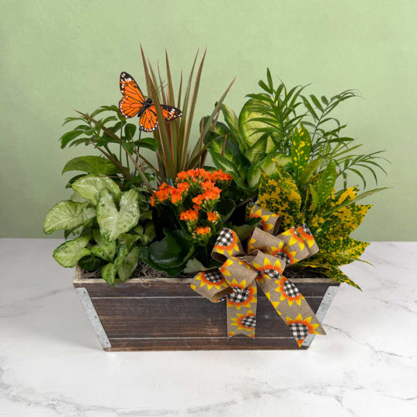 Monarch Meadow Dish Garden