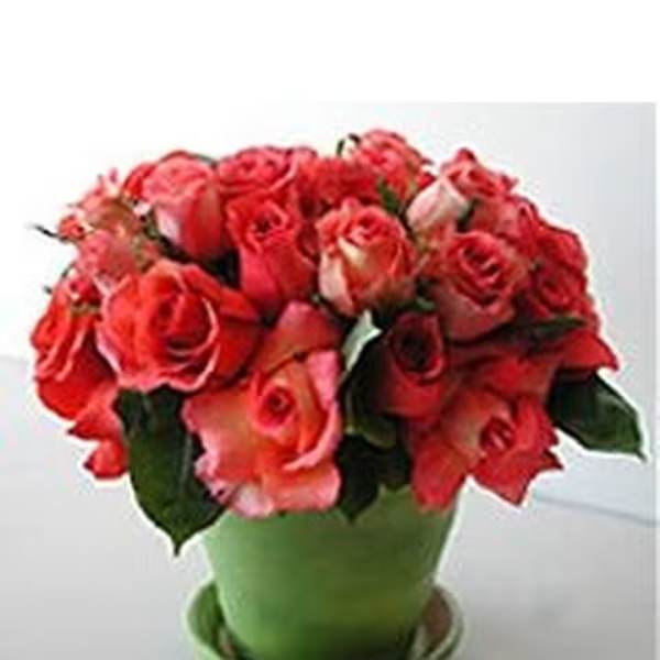 Roses -N- A Pot