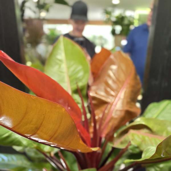 Potted tropical plant with glossy green and copper-red leaves