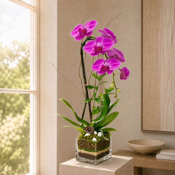Orchid Pink Plant - Pink