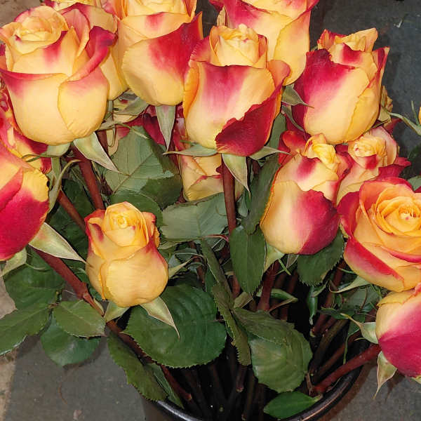 Bouquet of yellow roses with red-tipped petals