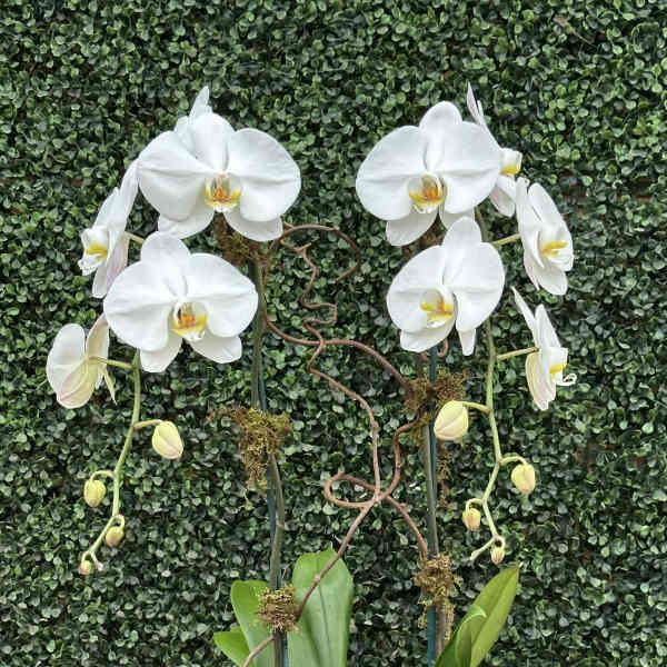 ORCHID ODYSSEY (WHITE)