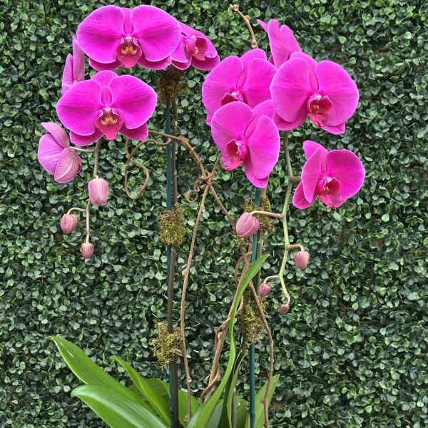 Pink orchid plant in a white ceramic planter