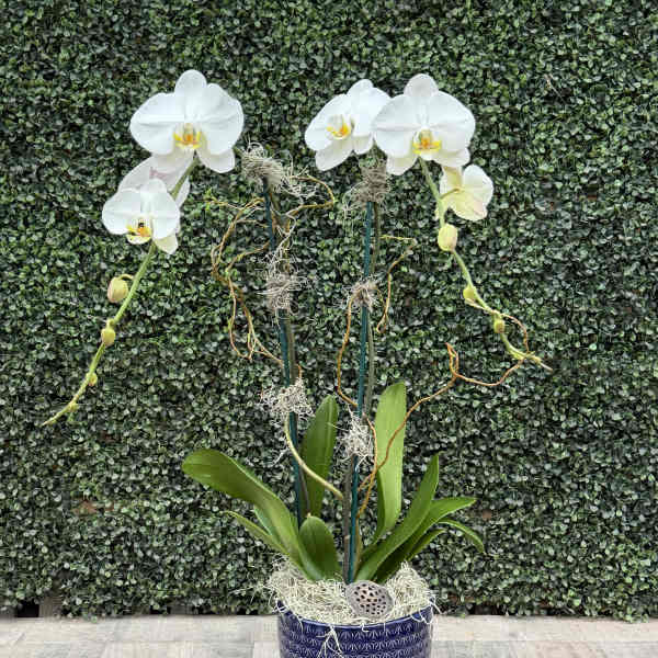 ORCHID OF THE WEEK
