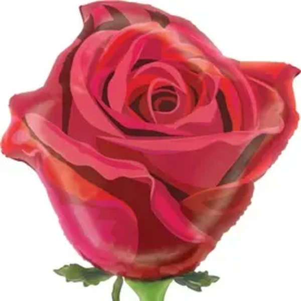 Single pink rose with a long green stem and leaves