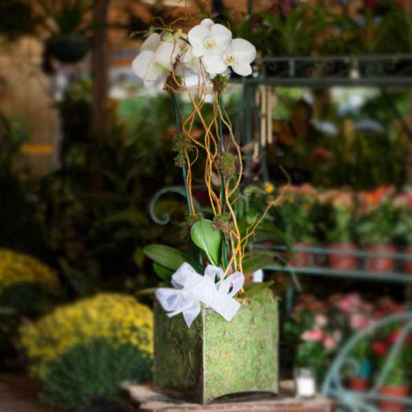 White orchids in a moss-covered square planter with a white ribbon