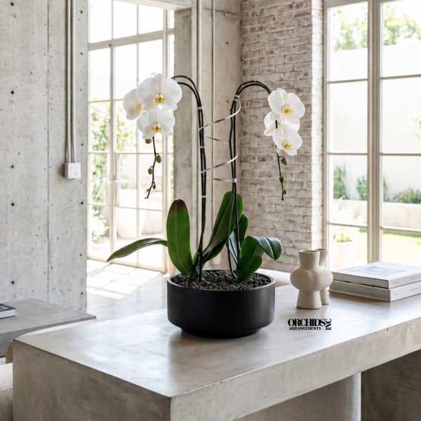 White Phalaenopsis Orchid Arrangement – Double Stem Premium Gift