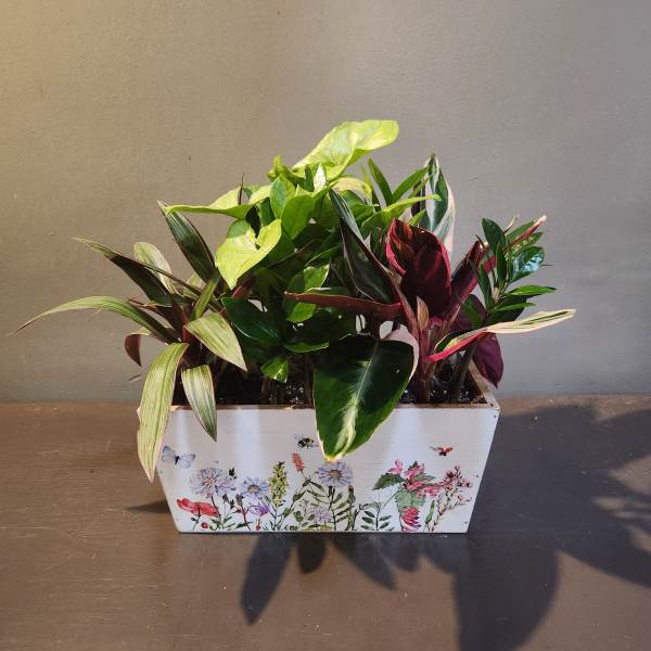 Plants: Lush Leaves Garden