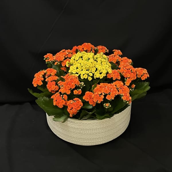 The Kalanchoe Collective