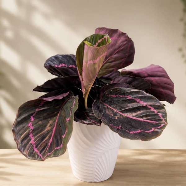 Calathea Roseopicta