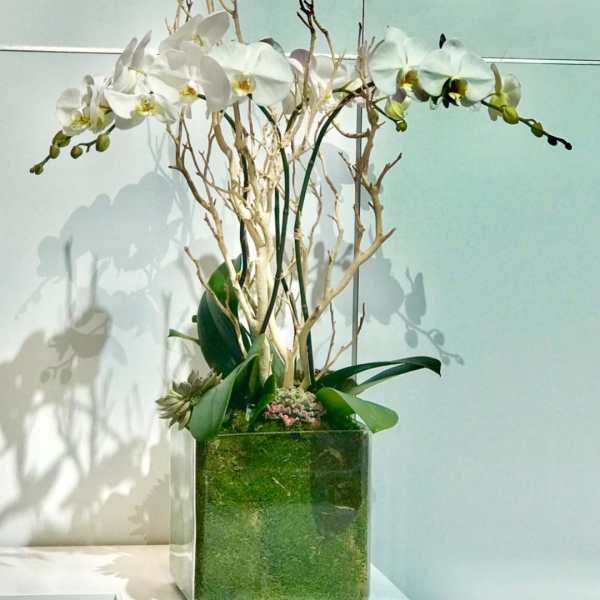 White orchids in a square glass vase with branches and green foliage