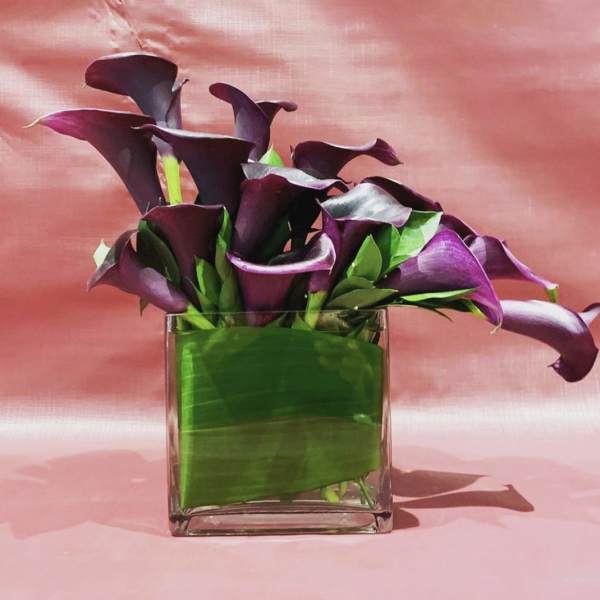 Purple calla lilies arranged in a square glass vase