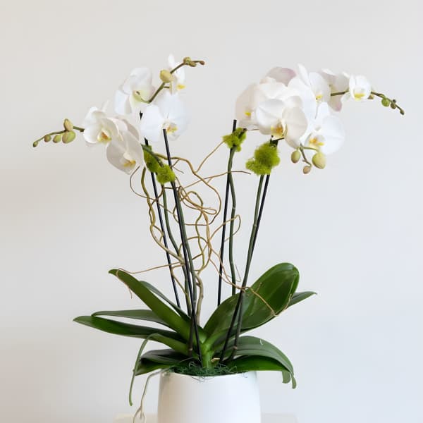 2 Double Stemmed Orchids