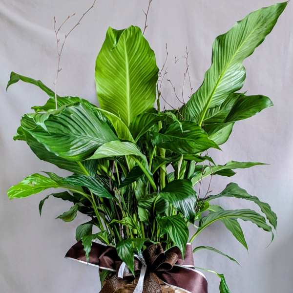 Elegant Peace Lily - 8" Planter