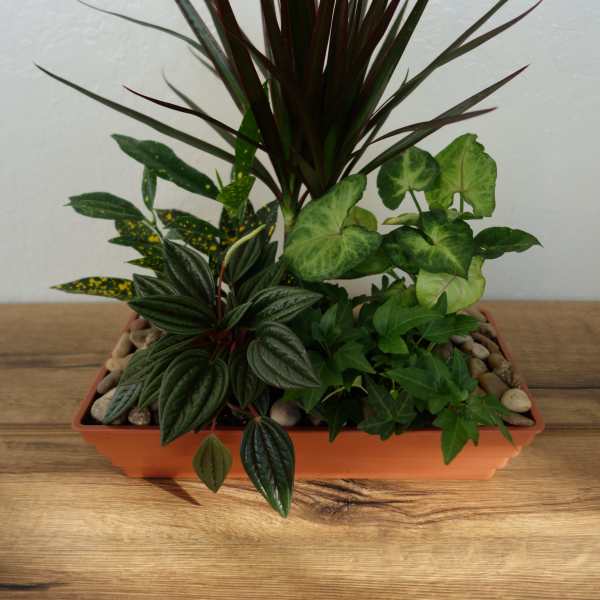 Mixed potted houseplants in a rectangular planter with pebbles