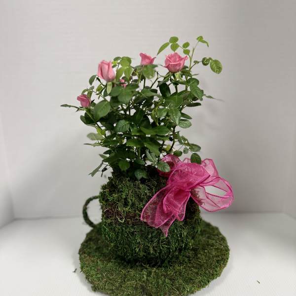 Cup Of Tea- Rose Planter