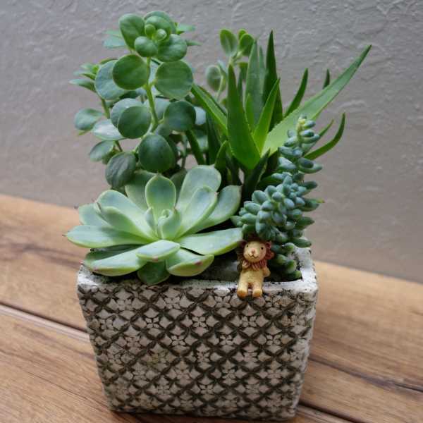 Small succulent arrangement in a patterned square pot with a tiny lion figurine