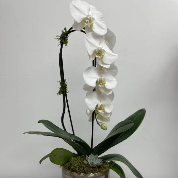 White orchid plant in a metallic pot with moss and a small succulent