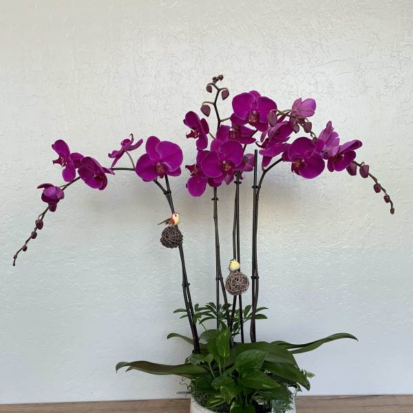 Potted magenta orchids in a white ceramic planter