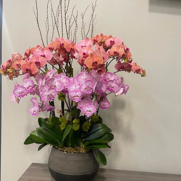 Potted arrangement of pink and peach phalaenopsis orchids in a round striped vase