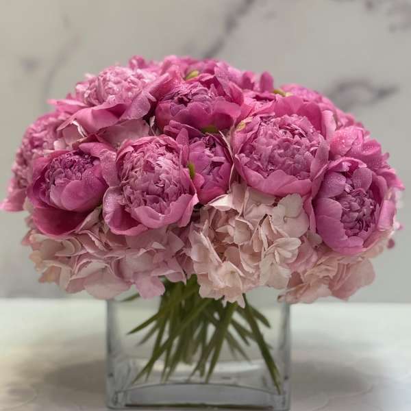 Peony Dreams