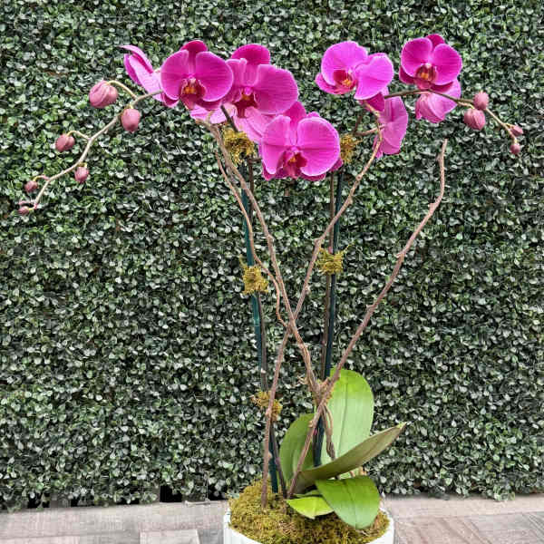 ORCHID OASIS (PURPLE)