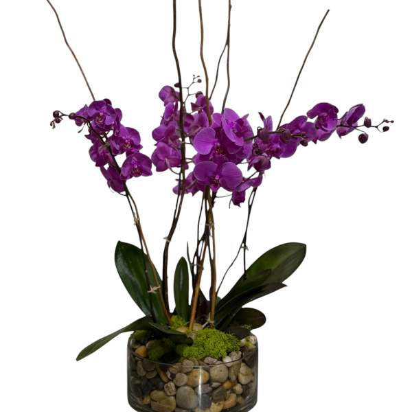 Orchid Oasis