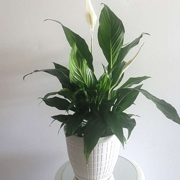 Potted peace lily with white blooms in a white planter