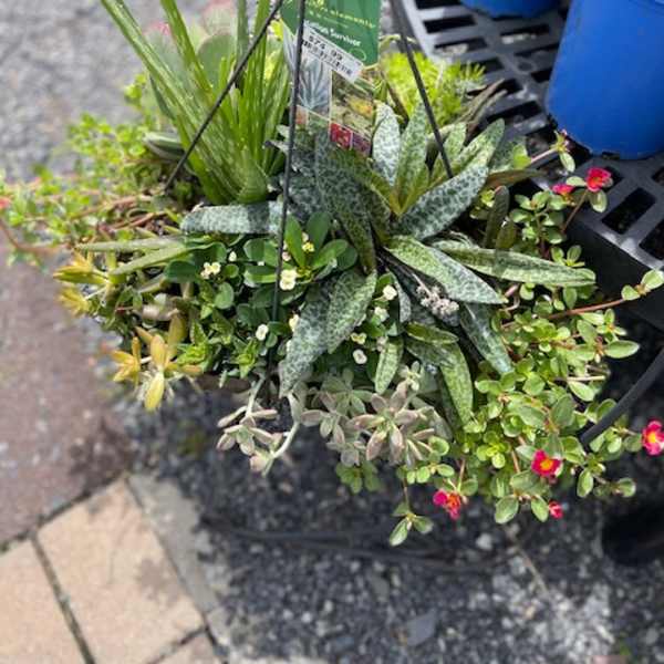 Hanging succulent planter with mixed green plants and small pink flowers