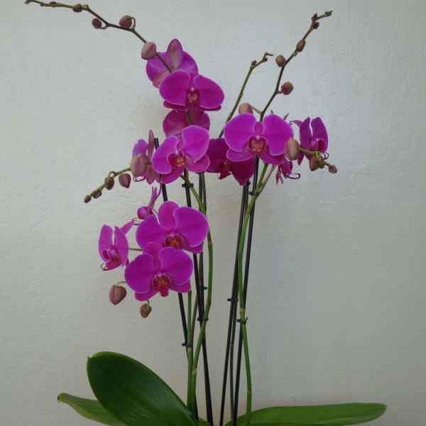 Pink orchid plant in a red pot with a purple ribbon