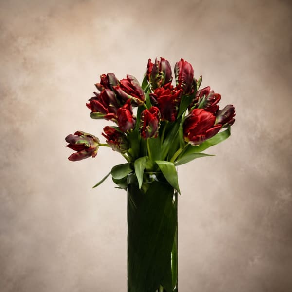Midnight Tulips