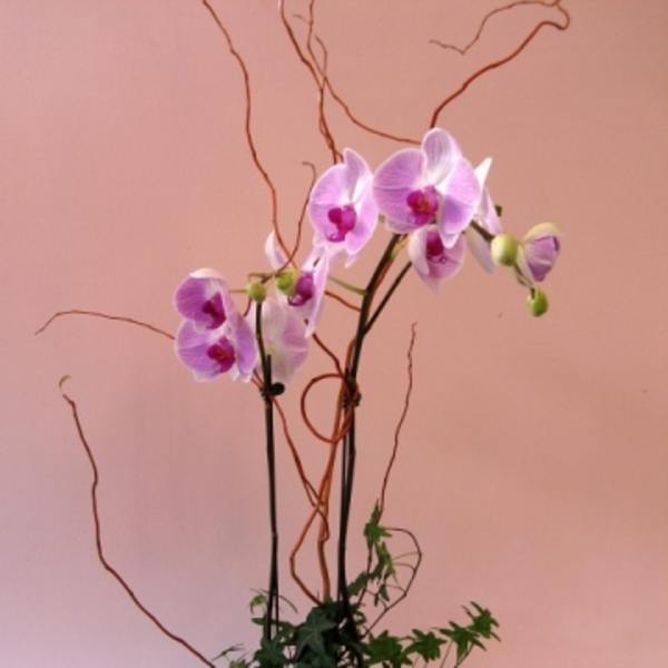 Pink orchids in a black pot with decorative branches