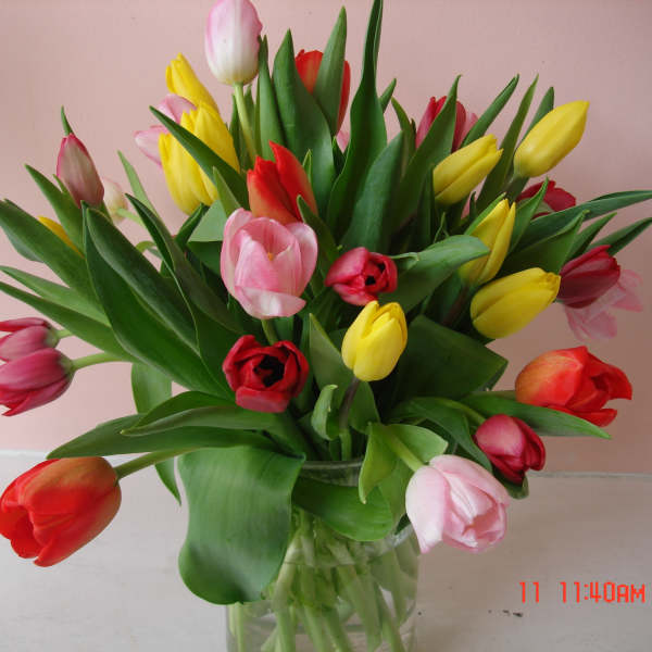 Bouquet of multicolored tulips in a clear glass vase