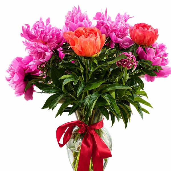 Peony Serenade