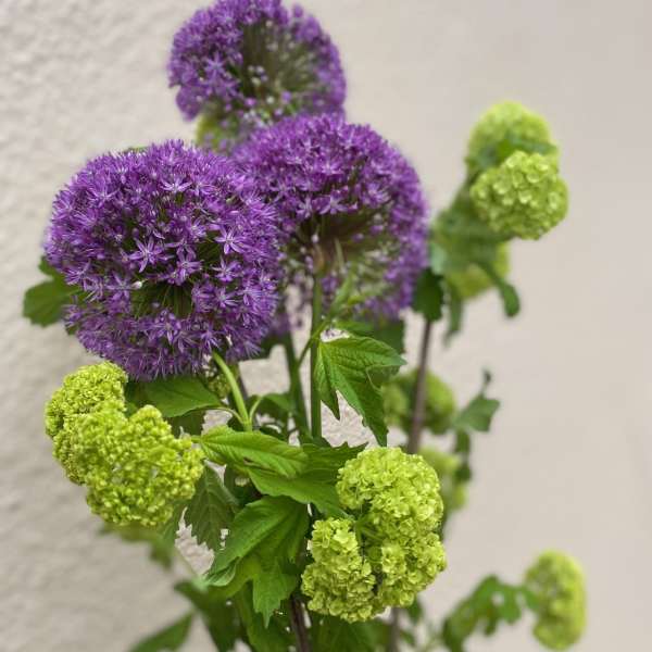 Purple allium blooms with lime green viburnum flowers