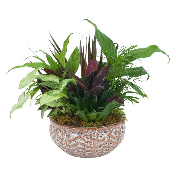 Mixed green houseplants in a decorative ceramic bowl planter