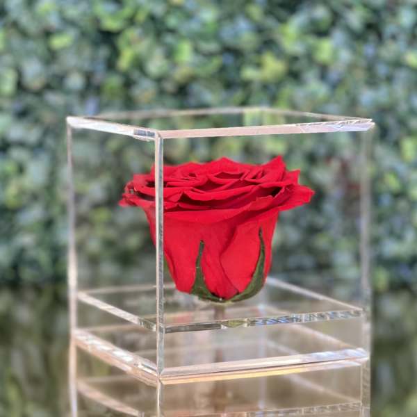 Single red rose in a clear acrylic box