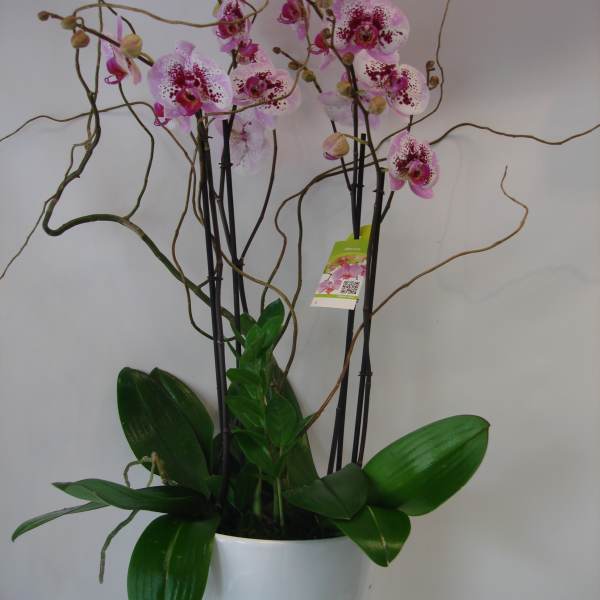 Potted pink orchids in a white ceramic planter
