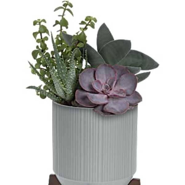 Succulent arrangement in a ribbed gray pot on a wooden stand