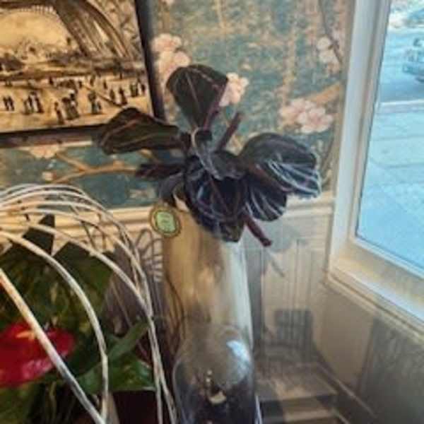 Calathea (purple)
