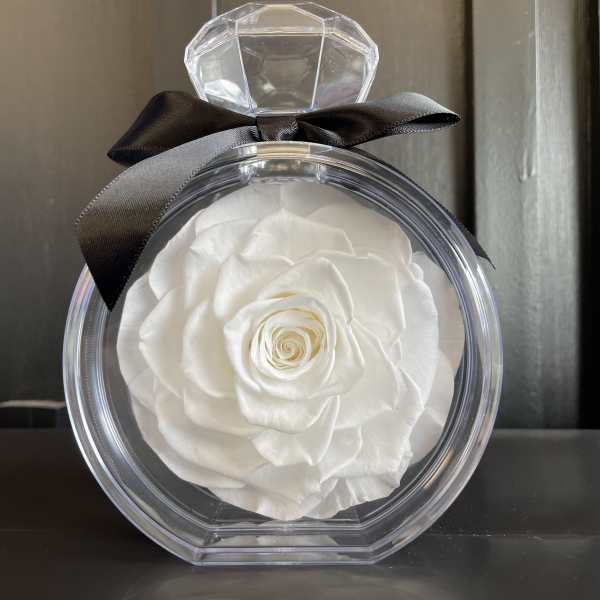 White rose in a clear round gift box with a black ribbon