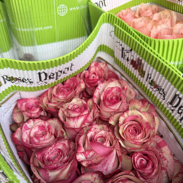 20 BI-COLOR PINK PACK