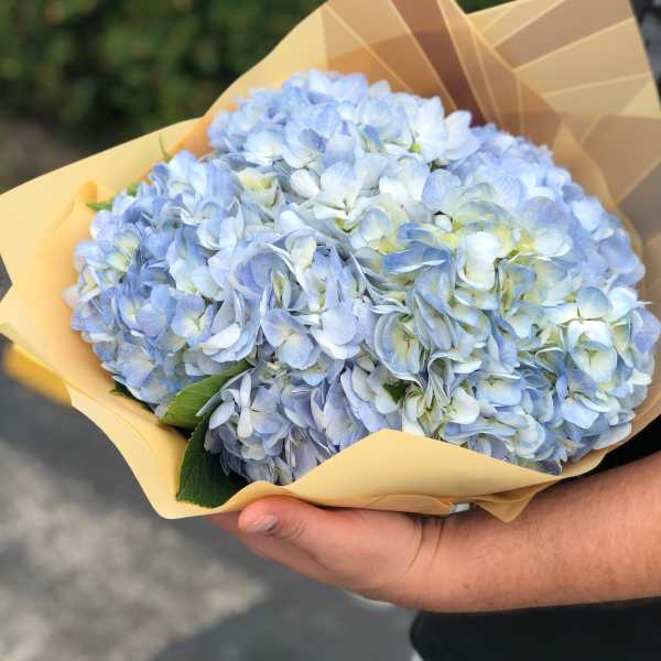 Blue Sky Hydrangea — Fresh Blue Hydrangea Bouquet